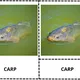 ANGLICKÉ Třísložkové karty - FISH (30 druhů) 2