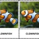 ANGLICKÉ Třísložkové karty - FISH (30 druhů) 3