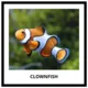 FISH - memory game (30 species) 2