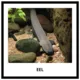 FISH - memory game (30 species) 4