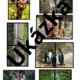 Zoo- soubor aktivit  5
