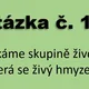 AZ kvíz - třídění živočichů, savci, ptáci, obratlovci, hmyzožravci apod. 3