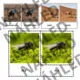 ANGLICKÉ Třísložkové karty - ANIMALS (170 species) 3