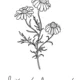 Soubor rostlin nejen ze zahrádky  7