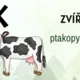 Vyjmenovaná slova po P 5