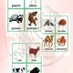 Zvířata flashcards 2