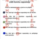 Detektivka:Kam se ztratil ježek Kamil? Pro 3.-4. třídu 2