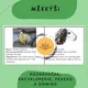 Měkkýši – encyklopedie, poznávačka, pexeso a domino 3