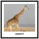 ANIMALS - memory game (50 species) 2