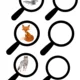 Volně žijící zvířata 3