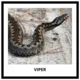 ANIMALS - memory game (50 species) 5