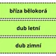 UČÍME SE POZNÁVAT NEJZNÁMĚJŠÍ LISTNATÉ STROMY LESA A MĚST, VŠÍMÁME SI DETAILŮ 5