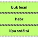 UČÍME SE POZNÁVAT NEJZNÁMĚJŠÍ LISTNATÉ STROMY LESA A MĚST, VŠÍMÁME SI DETAILŮ 7