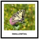 ANIMALS - memory game (50 species) 3