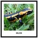 ANIMALS - memory game (50 species) 4