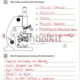 Mikroskopování - úvod (protokol, metodika, návod na výrobu preparátu) 5