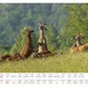 Plánovací foto kalendář zvířat 2024 s názvy zvířat - A3 nástěnný na šířku (autorská tvorba a fotografie) 7