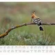 Plánovací foto kalendář zvířat 2024 s názvy zvířat - A3 nástěnný na šířku (autorská tvorba a fotografie) 8