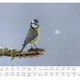 Plánovací foto kalendář zvířat 2024 s názvy zvířat - A3 nástěnný na šířku (autorská tvorba a fotografie) 5