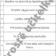 Běhací diktát - vyjmenovaná slova po B 3