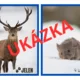 Zvířata v zimě a jejich stopy - demonstrační obrázky 3