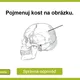 AZ-KVÍZ Lidské tělo 7