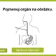 AZ-KVÍZ Lidské tělo 6