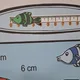 RYBIČKY Z AKVARIA- MĚŘENÍ DÉLKY 3