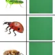 Hmyz v trávě 4