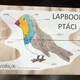 Lapbook - ptáci 2