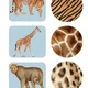 Detail srsti - aktivita -Zvířátka v ZOO 2