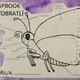 Lapbook - bezobratlí živočichové 4