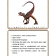 Dinosauři - obrázky se základním popisem 3