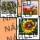 PLANTS - memory game (anglicko-české pexeso) 2