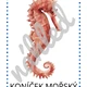 MOŘSKÝ SVĚT - demonstrační obrázky 5