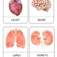 Three-part cards - HUMAN BODY 3