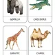 Three-part cards - EXOTIC ANIMALS 4