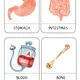 Three-part cards - HUMAN BODY 4