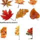 Pracovní sešit - Podzim A4 PDF k tisku 3