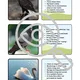 Aquatic animals TRIPEXESO Who am I? Hádej, co jsem za zvíře? 3