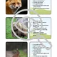 Forest animals TRIPEXESO Who am I? Hádej, co jsem za zvíře? 3