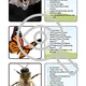 Aquatic animals TRIPEXESO Who am I? Hádej, co jsem za zvíře? 4