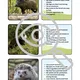 Forest animals TRIPEXESO Who am I? Hádej, co jsem za zvíře? 4