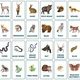 FOREST ANIMALS - English flash cards 2