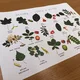 Plakát a desková hra - Listy a plody stromů 4