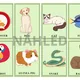 Postřehová hra + kartičky Animals 3