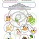 Cukry Sacharidy CHEMIE Organika Pracovní listy 3