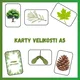 Stromy (listy a plody) 3
