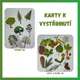 Stromy (listy a plody) 4