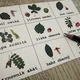 Bingo - listy a plody stromů 5